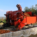 3970 DEWULF GBC carrot harvester with bunker