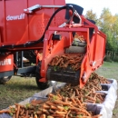 3970 DEWULF GBC carrot harvester with bunker