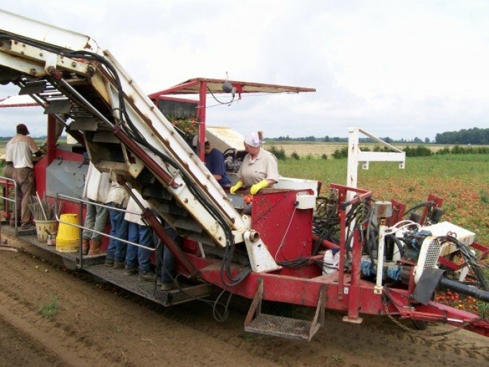 3186 PIK RITE tomato harvester also cucumber