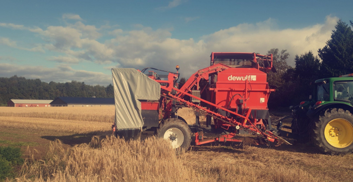 5287 Dewulf GBC carrot harvester with bunker