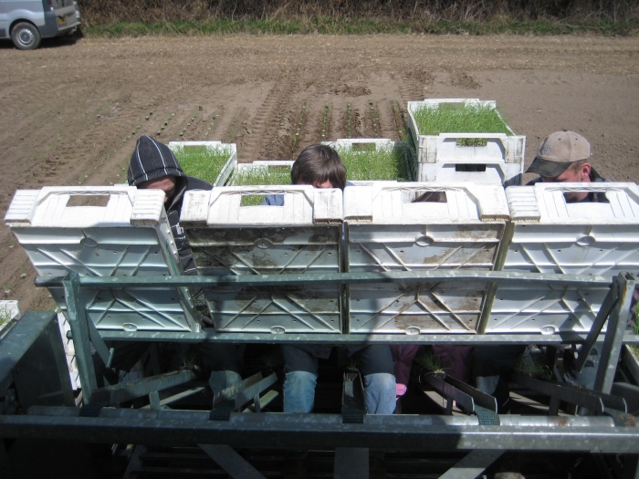 3404 Planting machine for cubes 5 row