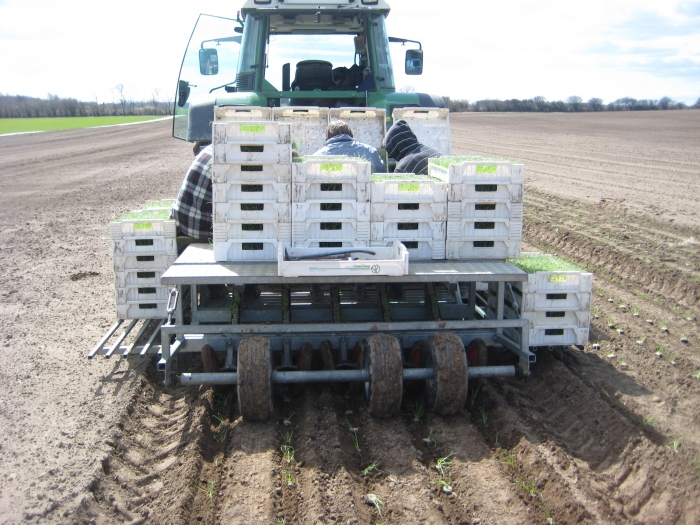 3404 Planting machine for cubes 5 row