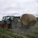 4968 Limbacher Haulmer straw feeder to Strawberries for big bales