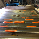 5603 NEWTEC Celox RV12 optical grader for carrots