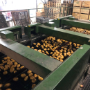 5666 Schouten potato sorter 10-25 ton/hour