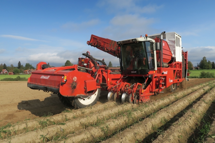 4603 Dewulf RQ3060 2 row potato harvester