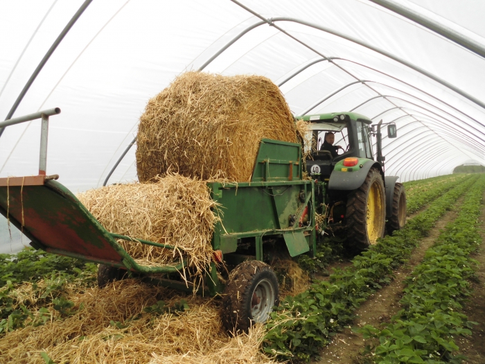 4968 Limbacher Haulmer straw feeder to Strawberries for big bales