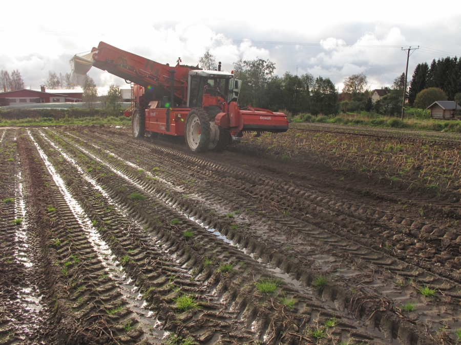 4290 DEWULF RQ3060 potato harvester