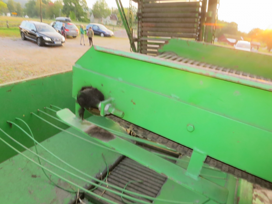 4791 Ekengårds Kartoffelroder 1 Reihe