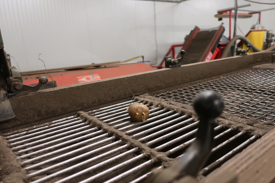 5016 Compas potato sorting line