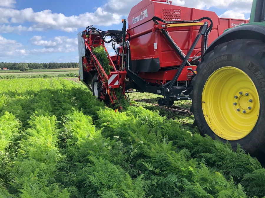 5162 Dewulf GBC carrot harvester