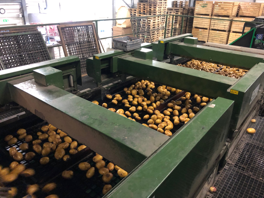 5666 Schouten potato sorter 10-25 ton/hour