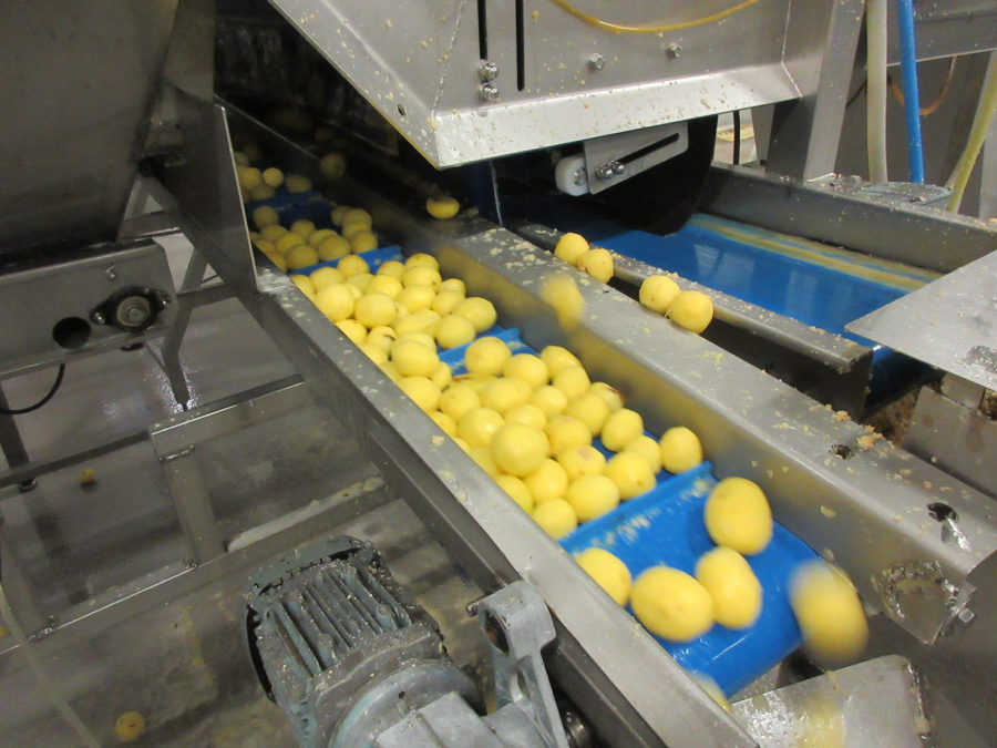 6147 Odenberg optisk sortare till skalad potatis mm