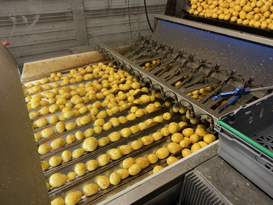 6187 Newtec celox optical sorter grader for potato