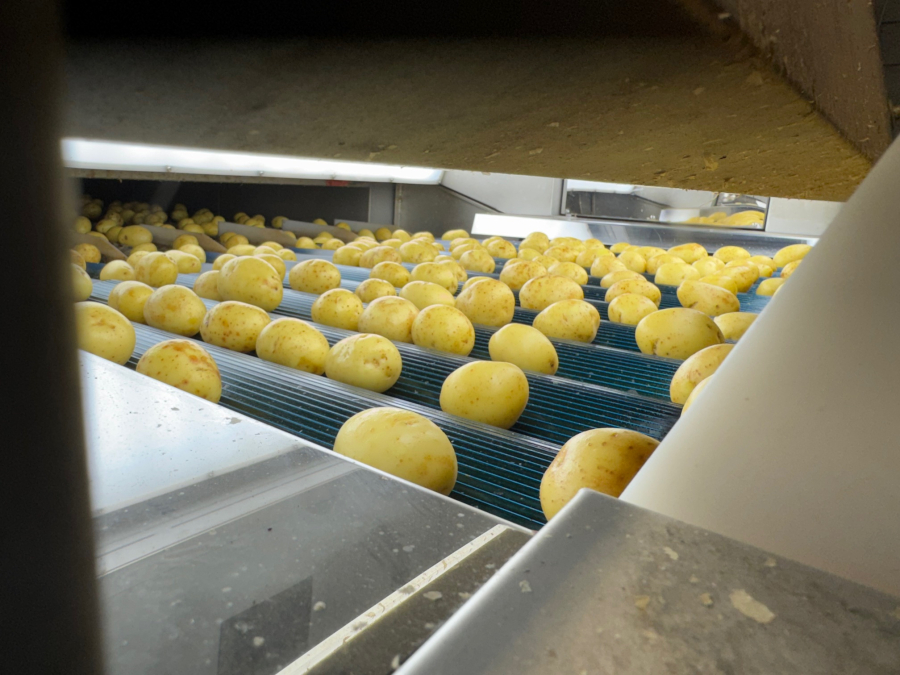 6187 Newtec celox optical sorter grader for potato