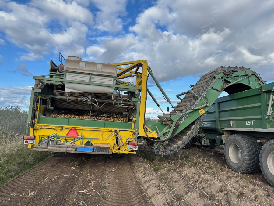 6202 Ploeger Kartoffelroder. 4 Reihe