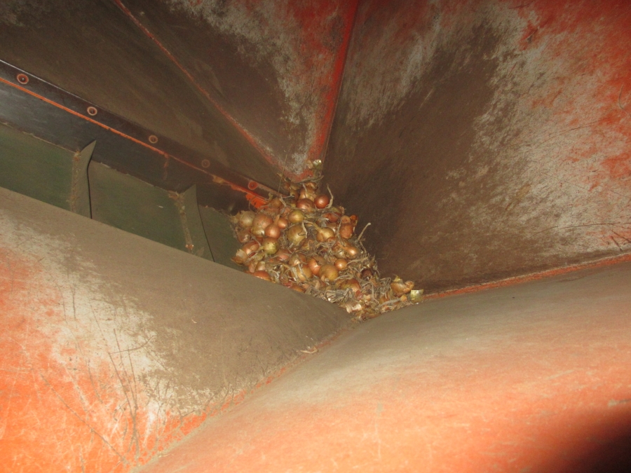 3703 EKKO / Olden line for onion