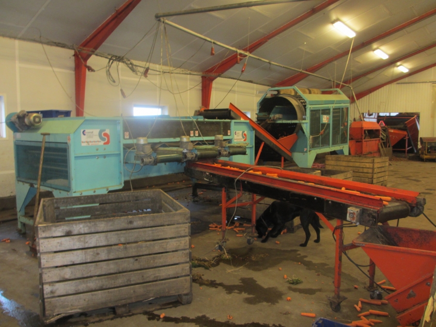 4068 Comaf Sammo diameter grader for carrots and other root vegetables