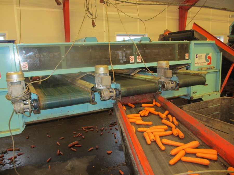 4068 Comaf Sammo diameter grader for carrots and other root vegetables